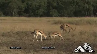 Thompsons Gazelle's male play fighting clashing horns while others graze in BG stotting.