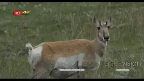 Pronghorn standing, looking around and grazing FF GOOD LIGHT