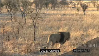 Male Lion walking towards herd of prey antelope