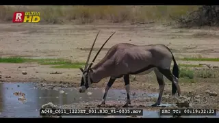 Gemsbok drinking water that has collected after a rainstorm.