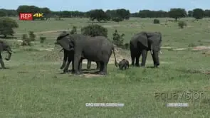 African Elephants with calves standing moving and grazing on bushveld LWS HAND