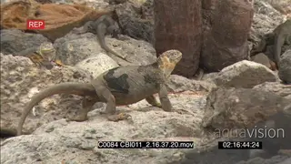 Galapagos marine iguana standing facing away from camera as other Iguanas rest sleep on.
