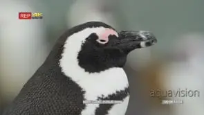 Close side view shot of african penguin's head