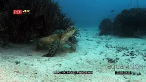 Wide to medium shot of a Green Sea turtle, Chelonia mydas, cleaning its shell by…