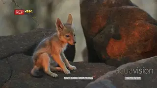 Two Black-backed jackal pups play fighting on rocks one walking in the background