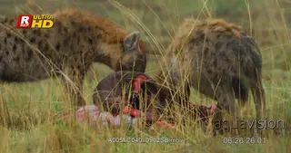 Two Spotted hyenas standing and feeding on Blue Wildebeest calf carcass remains and.
