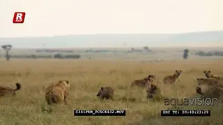 African female and male Lions chasing the Spotted Hyena away while feeding on dead.