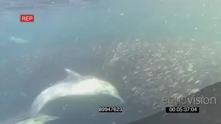 Cape fur Seals Common Dolphins circling around going through Sardine baitball feeding.