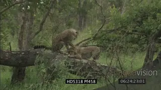 Cheetah cubs play in fallen tree