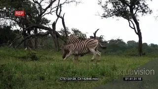 A pair of Zebras fighting on bushveld WS PAN