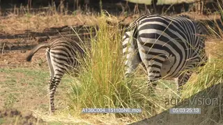 Zebra grazing with young GREEN MS