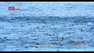 Tilt shot of hundreds of the cape fur seal colony at cape cross Namibia frolicking in the.