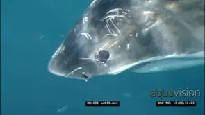 Great White Shark swimming underwater LS MS PAN HAND