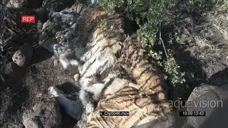 Tiger carcass found after being poached