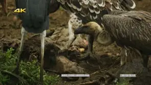 Vultures and marabou stork feeding on wildebeest carcass next to mara river