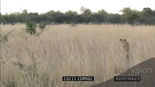 Lion stalking herd of Wildebeest in long grass WS