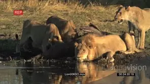 Male lion drinking at waters edge at a river in the Okavango Delta Lioness pride feeding.