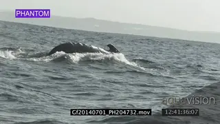 Humpback whale porpoise GOOD LIGHT