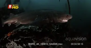 Close tracking shot of a broadnose sevengill shark.