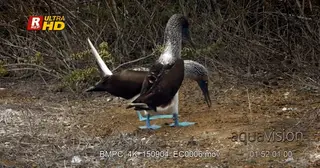 Two blue footed booby's courting, standing, walking and feeding on ground insects.