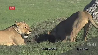 Lions digging up Warthogs from their burrow and takedown whole warthog family, Botswana