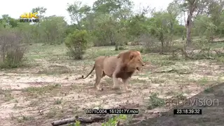 Male African lion running across hunting