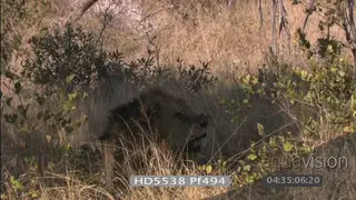 African lion with scratched injured nose looking around