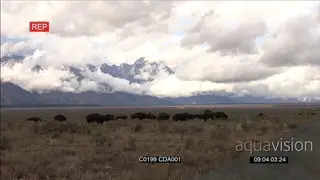 A herd of American Bison standing and grazing XWS