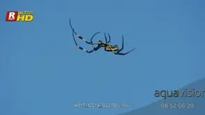 Golden Silk Orb Spider walking, building we and marking territory.