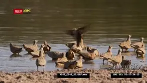 Burchell's sandgrouse bird drinking and bobbing others land