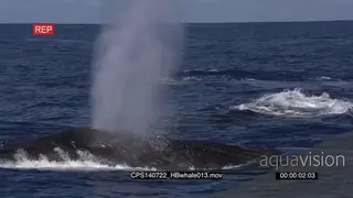 Humpback Whale porpoise at surface and exhale air blowing water SLOW MOTION