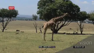 Giraffe giving birth LWS
