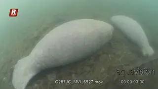 A female Manatee and a calf laying and resting on sea grass during daytime.