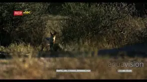 Black-backed jackal walk stop a look towards camera in the bush