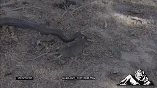 Black Mamba approaching dead Mouse and feeding on it HA MS 2SHOT ZOOM MCU
