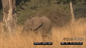 Scenic Elephant herd walking in dry grassland WA, young turn flapping ears towards camera