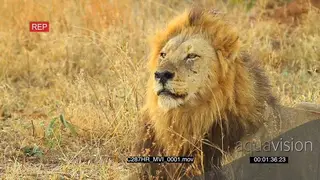 Lion male laying down and sniffing around MCU
