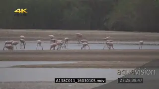 A flock of lesser flamingos in the ocean searching for food GOOD LIGHT MLS PAN