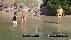 African Penguins at Boulders Beach, with beachgoers and bathers