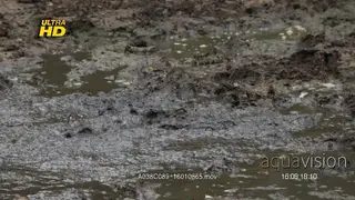 Nile crocodile in a swamp cover in mud and its eyelid visible to protect the eye and.