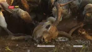 Flock of white-backed vultures eating impala carcass