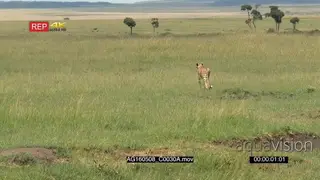 Cheetah Stalking running and chasing the gazelle