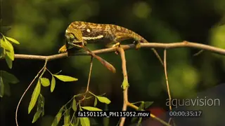 Flap-neck Chameleon stalks and catches Grasshopper in Slow-motion