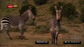 [2] 2 Cape Mountain Zebras Standing Looking into the Camera MWS