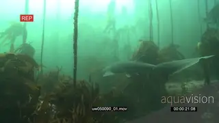Sevengill Shark swimming through kelp forest underwater in ocean HA WS TRA TD HAND