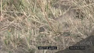 Mozambique Spitting Cobra crawling through grass then laying down MS MLS CU ZI ZO PAN