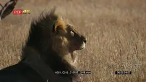 Close up side view shot of the face of a male lion with its black mane yawning and.