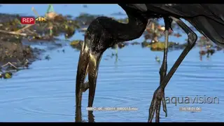 African openbill stork eats snail