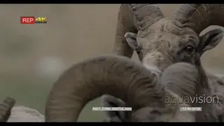 Bighorn Sheep MCU looking towards the camera, during midday.