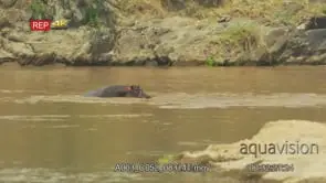 Blue Wildebeest crossing Mara river gets killed by a Crocodile with a hippo following.